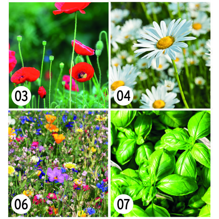 Semillas posavasos plantables