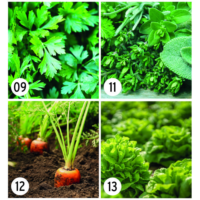 Semillas posavasos plantables